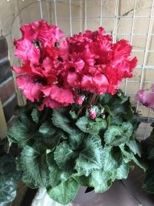 シクラメン｜「みどりやＲｉｃｏ」　（長野県岡谷市の花キューピット加盟店 花屋）のブログ