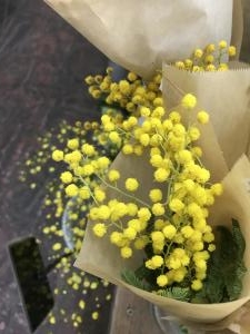 ミモザ｜「みどりやＲｉｃｏ」　（長野県岡谷市の花キューピット加盟店 花屋）のブログ